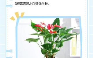 水培红掌加营养液可行吗？