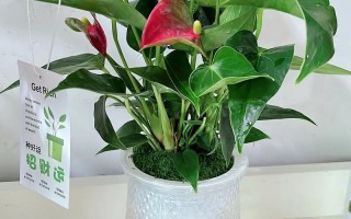 红掌刚买回来，水培要怎么处理？