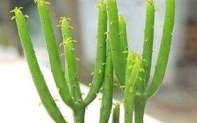 玉珊瑚盆栽怎么养图片