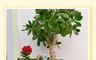 盆栽玉树对人体有害吗？