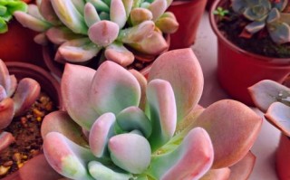 多肉风车叶子下垂怎么办？