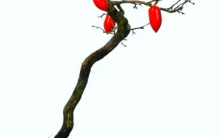 夏季老鸦柿盆栽浇水光照要注意啥？