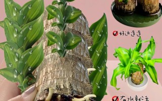 水培巴西木叶子发黄怎么办？