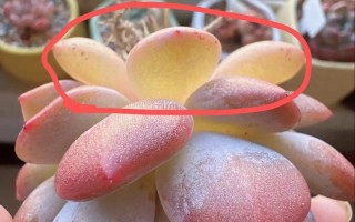 多肉叶片化水是缺水还是烂根了？