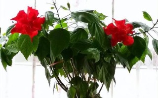 日日红花盆栽有何独特魅力？