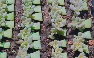 多肉小苗多久能养成理想形态？