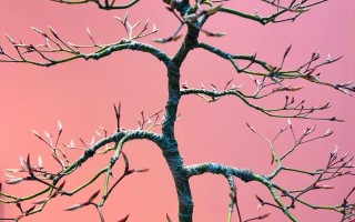 红枫盆栽发芽慢，是缺光还是缺肥？