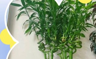 水培富贵竹长黑虫咋办？