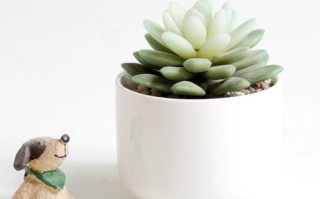 多肉白色花盆有哪些好看款式？
