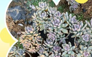 冬美人怎么种？养护要点有哪些？