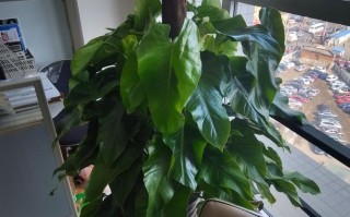 心叶喜林芋能水培吗？养护要点有哪些？