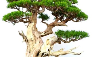 侧柏盆栽枝杆变褐是何原因？