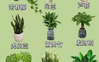 卧室盆栽选哪种好？