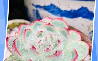 多肉对空气到底有什么影响？