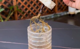 三角梅水培生根后如何正确入盆？