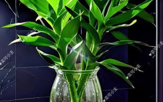 水培富贵竹怎么养才茂盛？