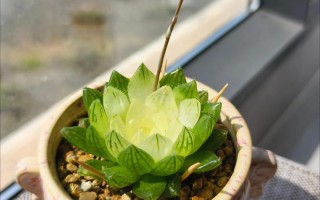 多肉开花过程图片欣赏