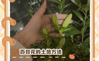 亚洲百合盆栽浇水要注意什么？