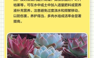 水培多肉生根后怎么移栽养护？
