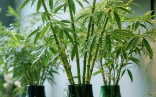 秋冬水培植物，真的能养活吗？