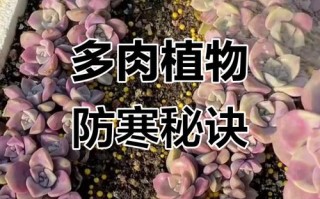 多肉冬天怎么防冻？