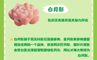 多肉几月才能正常浇水？