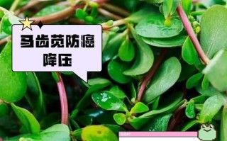 盆栽马齿菜能吃吗？
