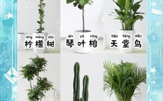 哪些盆栽树名字好听又好养？