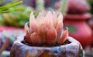 多肉水晶莲的养殖方法