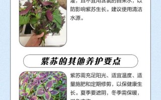 盆栽紫苏几天浇水一次？