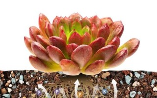 多肉肥料能铺表面吗？