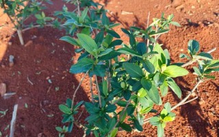 金银花水培能生根发芽吗