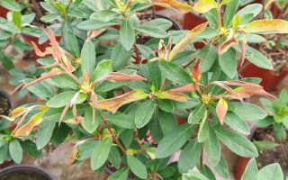 盆栽风景树冻伤如何防治？