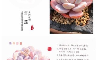 冬天室内多肉如何上色？