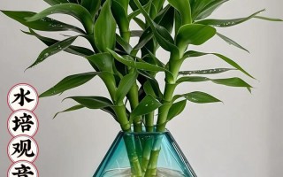 富贵竹水培玻璃瓶怎么养护？