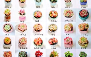 1000种多肉植物图鉴