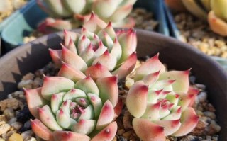 吉娃娃多肉怎么养才好看？