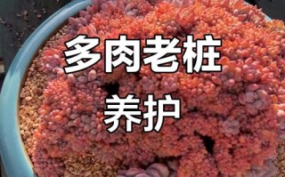 多肉老桩图片怎么认？