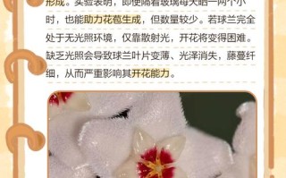 盆栽花不开花是何原因？
