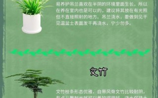 春天养什么小盆栽最合适？