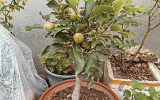 南方盆栽苹果能种活吗？