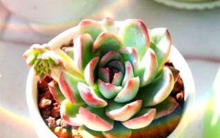 多肉黄金月夜如何度夏