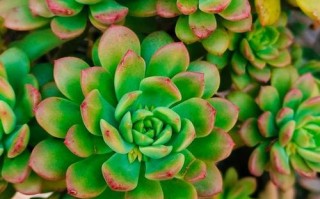 多肉法师氮肥怎么使用