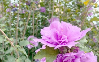 盆栽木槿花到底喜阳还是耐阴？