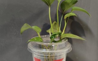 绿萝水培改土培不剪根会怎样？