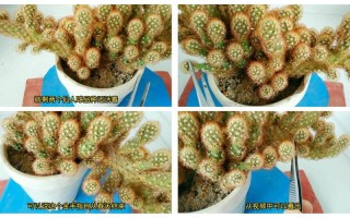 金手指盆栽怎么养？