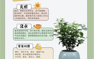 盆栽的养护方法和技巧
