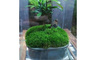 盆栽里养苔藓可行吗？