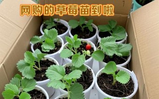 草莓盆栽一次浇多少水合适？