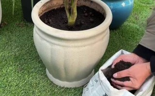 冬季室内盆栽花卉怎么施肥？